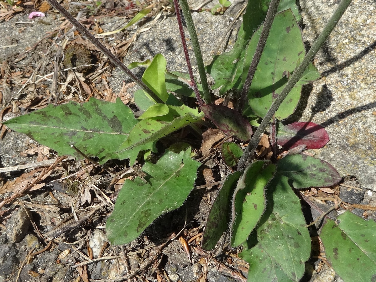 Hieracium glaucinum ser. (Asteraceae)